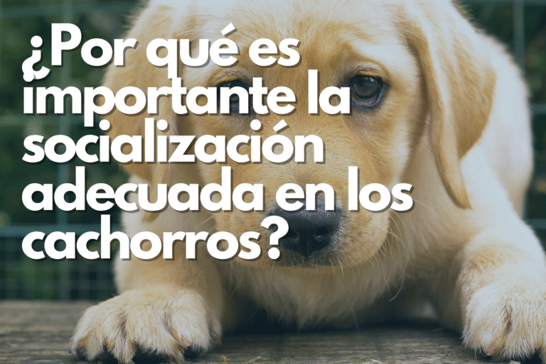 ¿Por qué es importante la socialización adecuada en los cachorros?