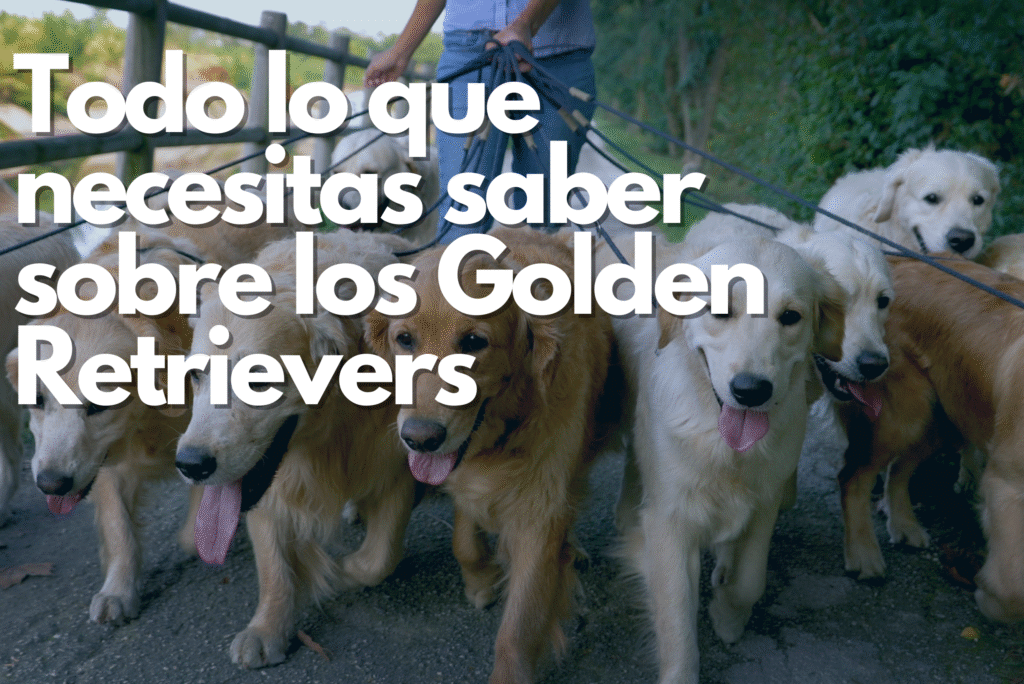 Todo lo que necesitas saber sobre los Golden Retrievers