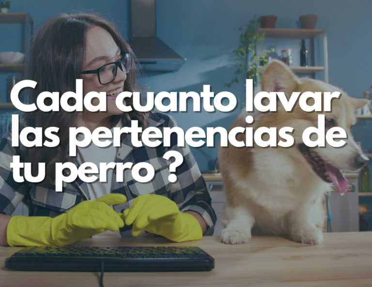 ¿Cada cuánto debes lavar o cambiar las pertenencias de tu mascota?