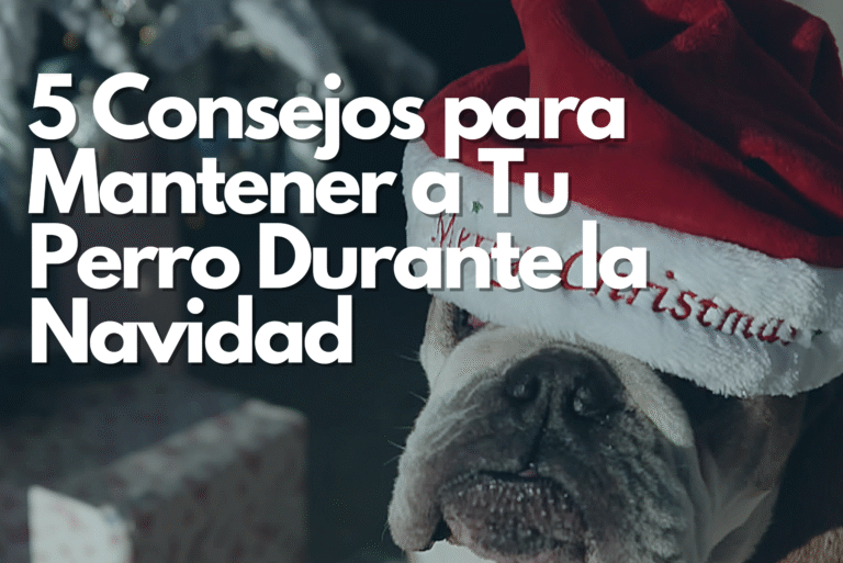 5 Consejos para Mantener a Tu Perro Fuera de Urgencias Durante la Navidad