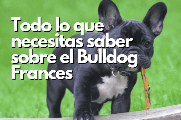 Todo lo que necesitas saber sobre el Bulldog Frances